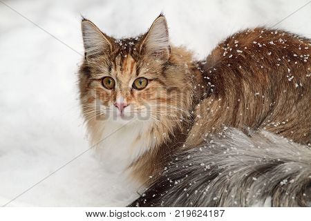 Norwegian forest cat with snowy background in winter