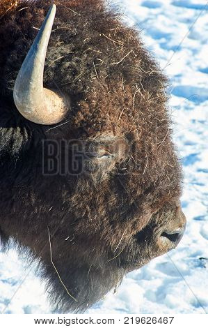 The European bison (Bison bonasus).
The European bison (Bison bonasus), also known as wisent or the European wood bison, is a Eurasian species of bison. It is one of two extant species of bison, alongside the American bison.