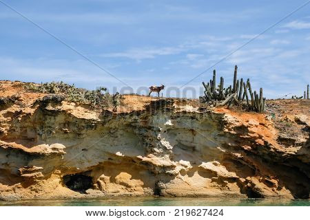 Travel photography - coast seascape with a goat and cactus plants (Cubagua island, Venezuela).