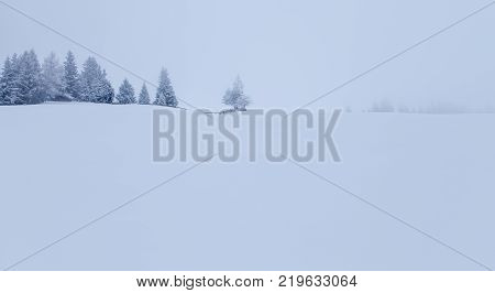 Lonely Dog In Snowy  Landscape  Winter Season