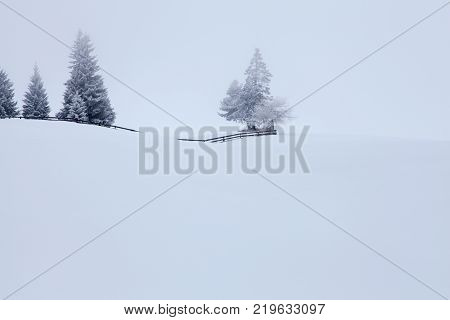 Lonely Dog In Snowy  Landscape  Winter Season