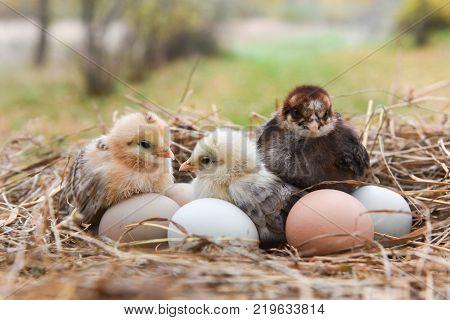 Little chicks in the hay with eggs