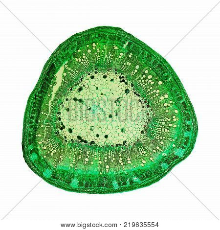 Bamboo Stem Micrograph