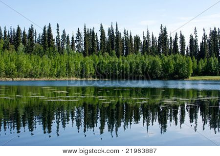 Riflessioni di foresta