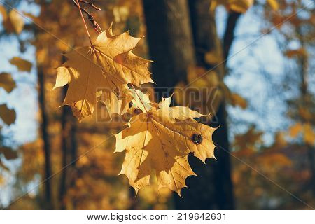 two yellow maple leaves on a branch lit with the sun