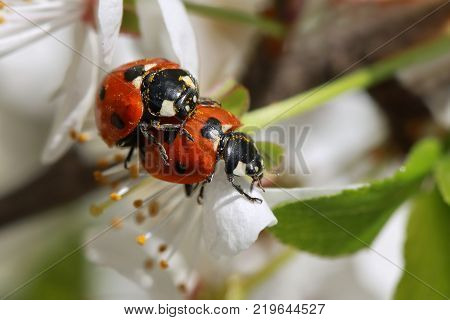 love of two ladybugs on a blossoming spring branch. Reproduction.