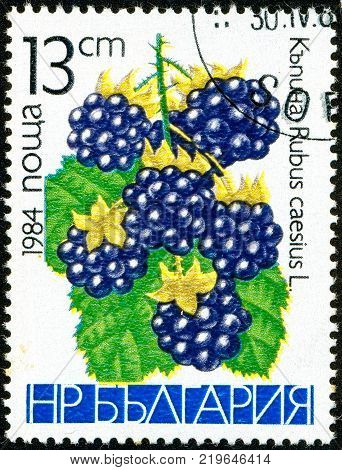 Ukraine - circa 2017: A postage stamp printed in Bulgaria shows drawing Blackberry Rubus caesius. Series: Fruits. Circa 1984.