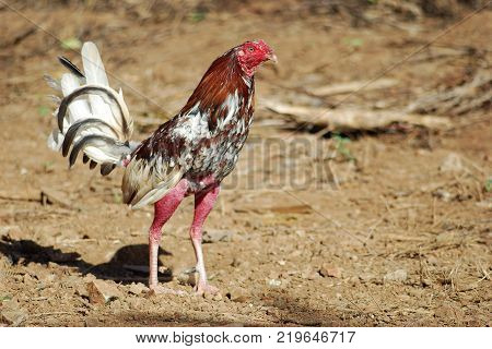 Fighting cock under the morning sun. Colorful gamecock in a beautiful pose