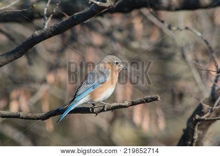 A blurred background helps make this beautiful blue bird stand out nicely on a tree limb in Missouri