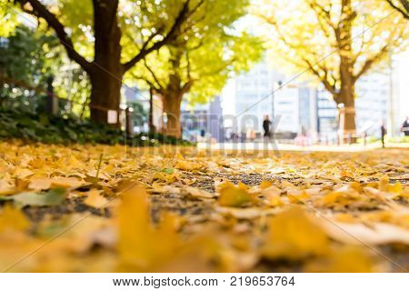 Ginkgo biloba leaves fall in the ground in autumn, which is a festival of travel to see the color change of Japan.