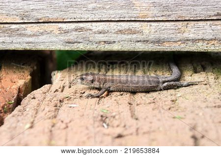 Small lizard in the sun beams at the summer garden