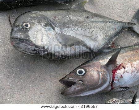 Due pesci