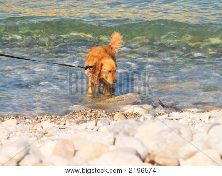 Cane rosso nel Mar Nero