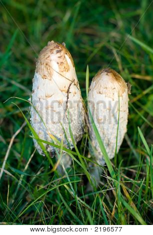 vergiftet Pilze