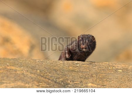 Neovison vison. Wild nature of Norway. Animal on stones. Beautiful Norse nature. Runde Island. Hunting animal. Norway.