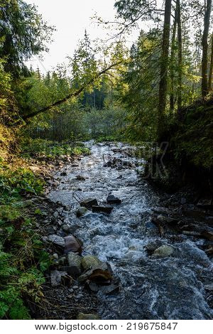 Mountain River In Summer. Bialka River, Poland
