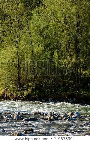 Mountain River In Summer. Bialka River, Poland