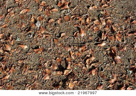 lascia sulla terra