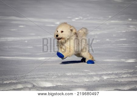An extremely cute baby golden doodle running around on snow. Wearing blue balloons to protect the feet against the cold snow.