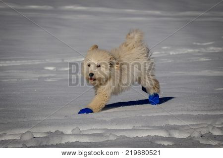 An extremely cute baby golden doodle running around on snow. Wearing blue balloons to protect the feet against the cold snow.