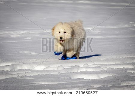 An extremely cute baby golden doodle running around on snow. Wearing blue balloons to protect the feet against the cold snow.