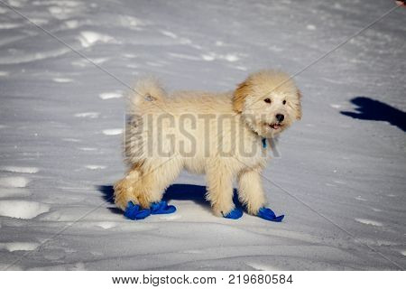 An extremely cute baby golden doodle running around on snow. Wearing blue balloons to protect the feet against the cold snow.