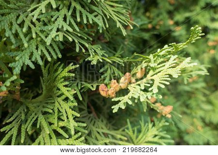 Close shot of branch of Thuja occidentalis
