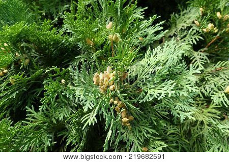Fan like branches of Thuja occidentalis with cones