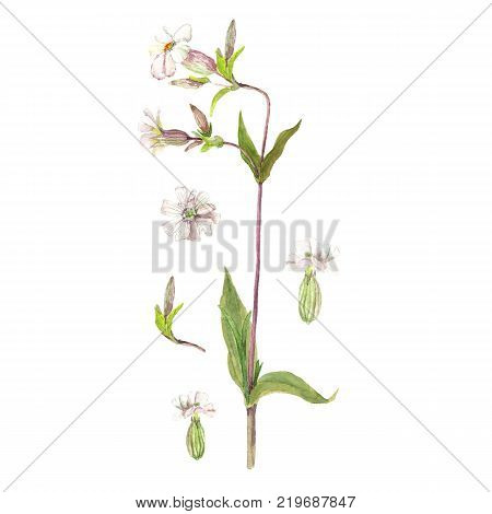 Watercolor carnation set. Hand-drawn illustration. Isolated on white.