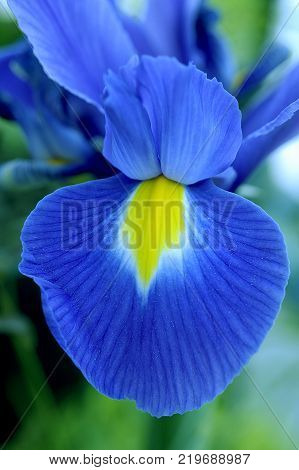Petal of blue flower of cultivated lily.