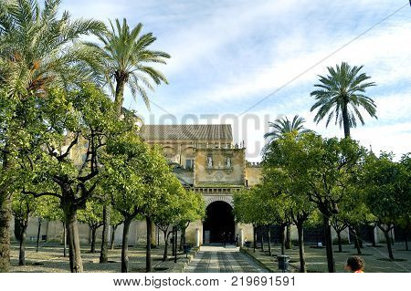 Courtyard of the orange trees of the mosque of Cordoba.