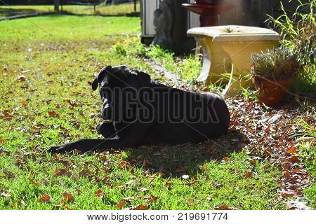 A black Labrador x American Bulldog resting in the sun