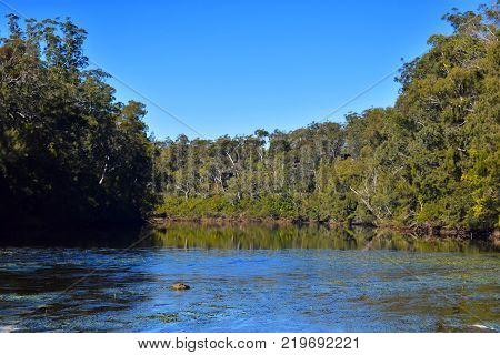 Looking down stream of a river in Australia
