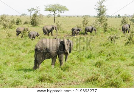 African Elephant  herd (scientific name: Loxodonta africana, or 