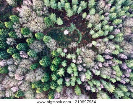 Deciduous pine forest from above aerial photo