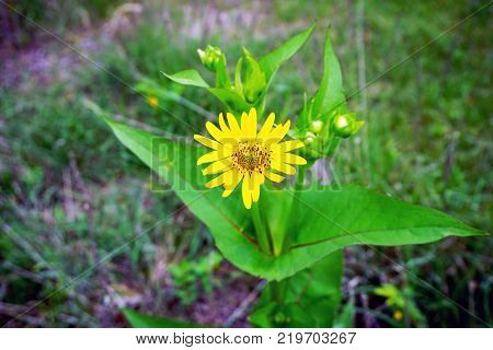 A cup plant Silphium perfoliatum blooms in Joliet, Illinois during July.
