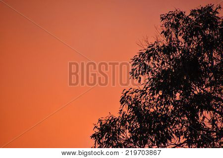 A silhouette of a gum tree at sunset