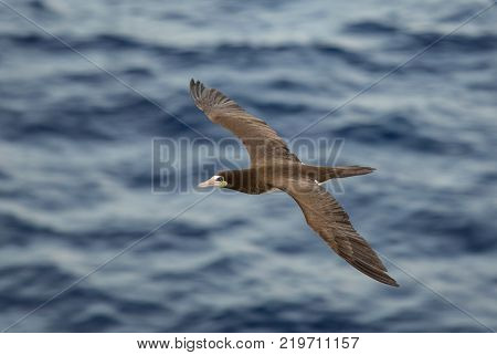 Brown Booby, Sula Leucogaster, flying over the ocean. View is from slightly above the bird.