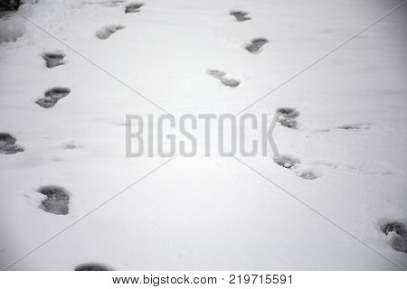 Footprint of human on snow covered on ground at outdoor at top of mountain in Kaunergrat nature park while snowing in Tyrol Austria