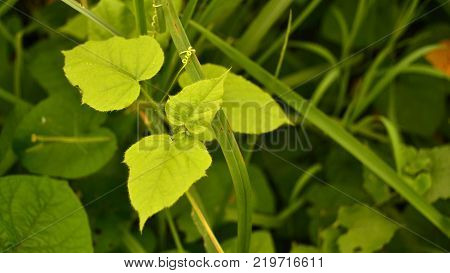 random green leaves on bush heart shaped