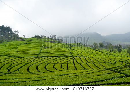 lanscape of tea field with foggy weather