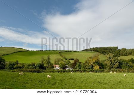 Landscape with sheep grazing in field near Malmsmead, Doone Valley, Exmoor, North Devon