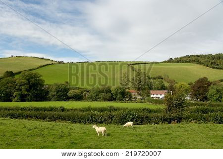 Landscape with sheep grazing in field near Malmsmead, Doone Valley, Exmoor, North Devon