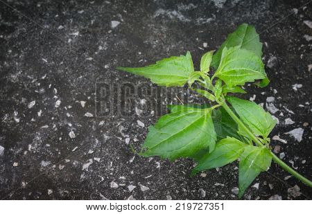 Bitter bush or Siam weed on old grunge dark cement ground. Green weed on dark ground. Small weed background. Bitter bush or weed in right frame.