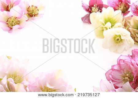 Hellebore flower (Helleborus orientalis) isolated on white background
