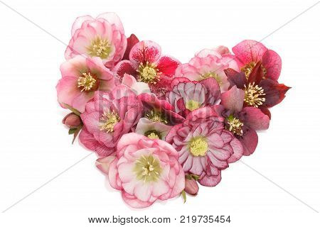 heart-shapde Hellebore flower (Helleborus orientalis) isolated on white background