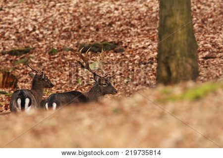 Fallow deer spotted. Photo was taken in the Czech Republic. Free nature. Beautiful animal image. Forest. Autumn colors.
