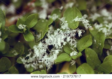 green leaf with hoarfrost. hoarfrost on green grass. Hoarfrost crystals on green cereal grass - early winter background