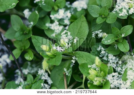 green leaf with hoarfrost. hoarfrost on green grass. Hoarfrost crystals on green cereal grass - early winter background