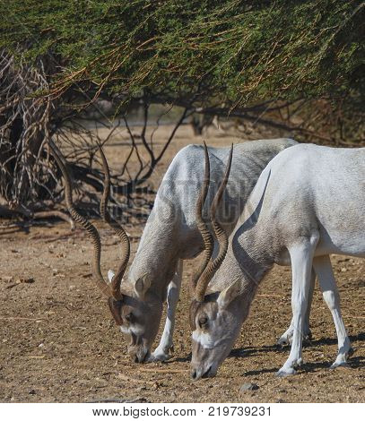 Curved horned antelope Addax (Addax nasomaculatus) was introduced from Sahara desert and well adopted in nature reserve near Eilat, Israel